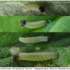 pyr armoricanus larva1 volg12